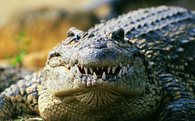 LOL! Deputy Finds Reported Alligator in Shed Was Pool Floatie