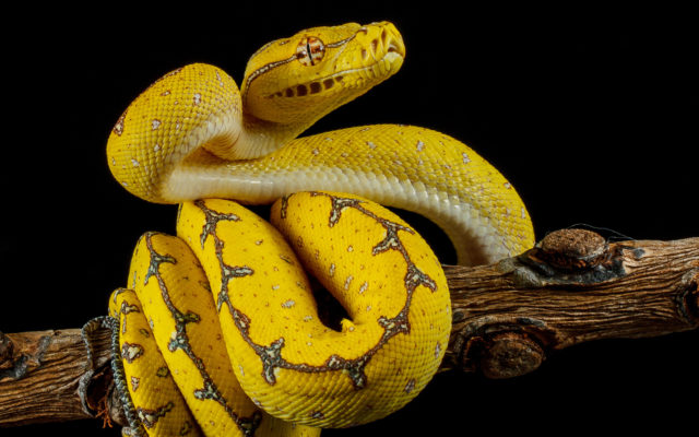 Would You Eat a Python for Dinner?