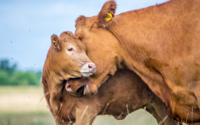 Cow Cuddling is Newest Pandemic Trend