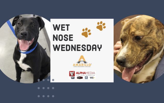 Wet Nose Wednesday- Meet Jarvis and Jude!