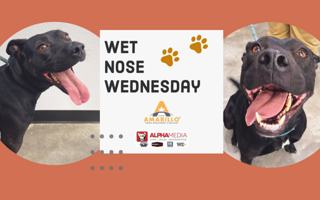 Wet Nose Wednesday – Meet Marian!