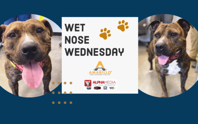 Wet Nose Wednesday – Meet Lucille!