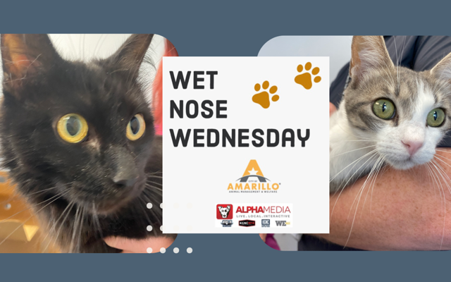 Wet Nose Wednesday – Meet Midnight & Trixie!