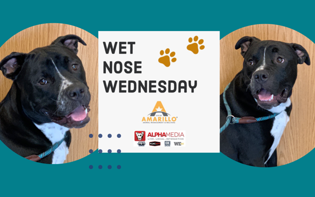 Wet Nose Wednesday – Meet Hoss!