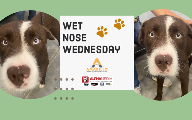 Wet Nose Wednesday – Meet Budd!