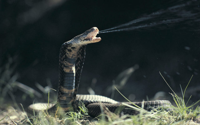 Venomous Cobra Still on the Loose in Dallas Suburb