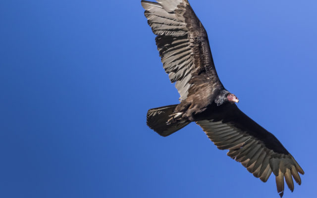 Vulture Hits Oklahoma Highway Patrol Vehicle