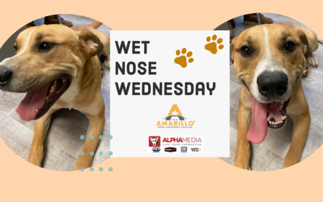 Wet Nose Wednesday – Meet Jacino!