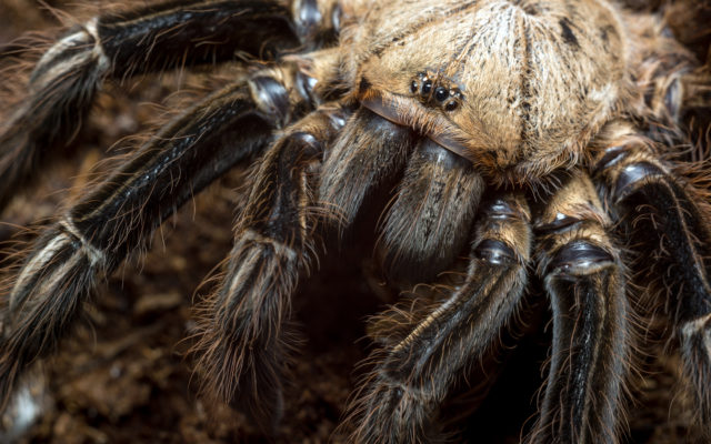 Reported Tarantula Stranded on Roof Was Halloween Decoration