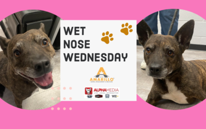 Wet Nose Wednesday - Meet Evie!
