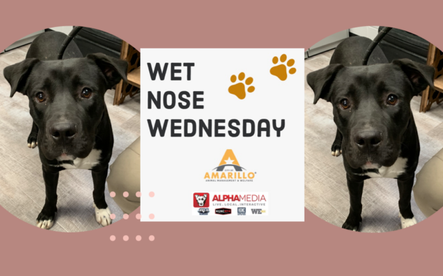 Wet Nose Wednesday – Meet Ollie!