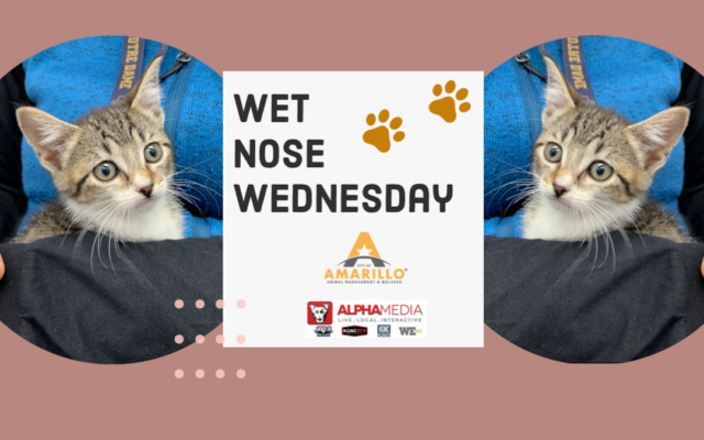Wet Nose Wednesday – Meet Cleo!