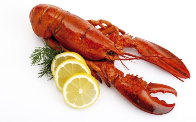 Rare Orange Lobster Saved by Red Lobster Employees