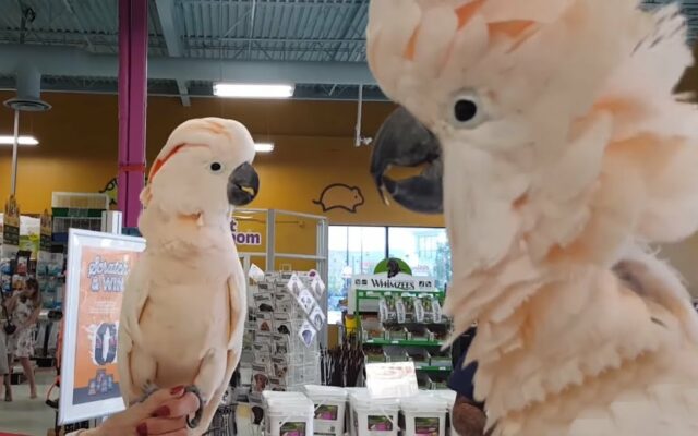 WATCH: You Should Greet Your Best Friend Just Like These Cockatoos Greet Each Other