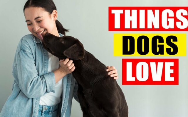 WATCH: Things Dogs Love To Do
