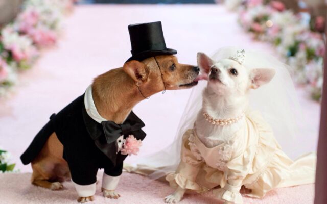 WATCH: VHS Collector Finds Dog Wedding?